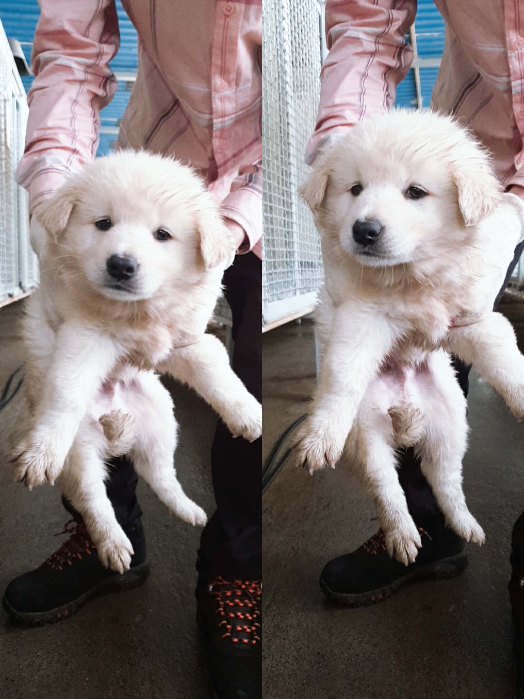 믹스견 이미지 파일 입니다.